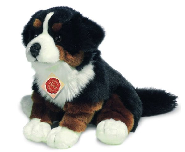 Berner Sennenhund Hermann Teddy