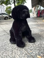 Douglas Cuddle Toys Spruce BLACK LABRADOR